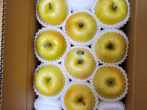 食べチョク初出品！今が旬！『トキ』青森県産りんご(７個～１２個)