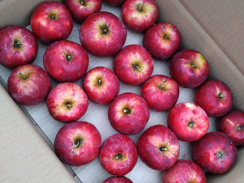 【10月16/17日発送】南信州産 林檎屋の「紅玉」りんご (5kg箱) <農薬削減率78％>