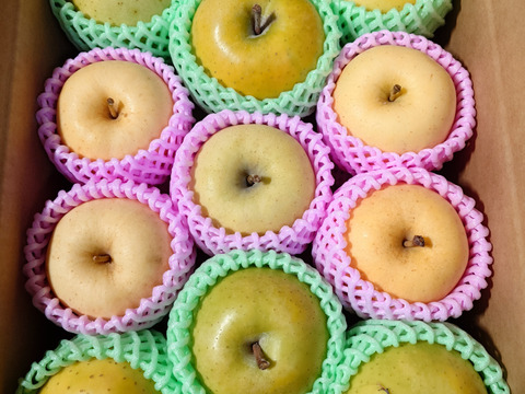 黄色いりんご専門【食べ比べ】3キロ（8〜12玉）