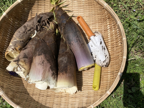 【丹波産】朝採りのたけのこ2kg