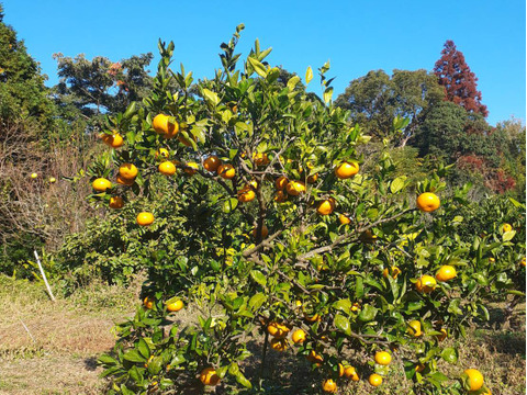 鹿児島県産「青島温州みかん」箱込み5kg