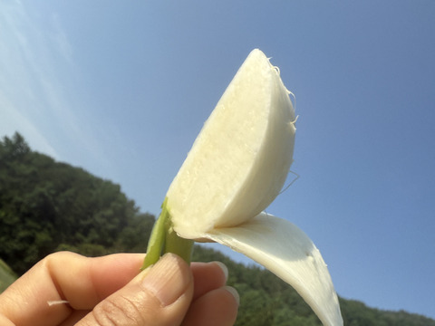 春限定｜梨みたいな甘さの安曇野サラダカブ・ラティーナ 1kg（葉付き5～８玉）