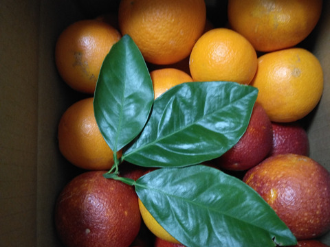 【ブサ皮】ブラッドオレンジ   約2.5kg