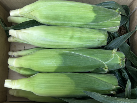 【ご家庭用・訳あり奉仕品】おおもの3kg　糖度20度前後にもなる激甘スーパースイートコーン！！