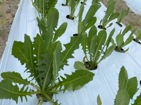 パスタでも中華でも　苦みと旨味の　リーフチコリ（カタローニャ）　250g