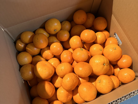 【冬ギフト】年越しみかん！有田みかん山畑5kg