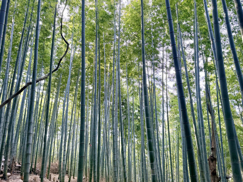 【朝堀り】自然栽培たけのこ２kg