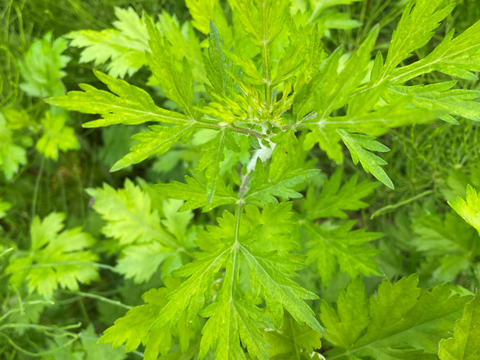 よもぎ草の優しい香りが詰まった草丸餅１５個セット(真空包装５個入り×３袋)