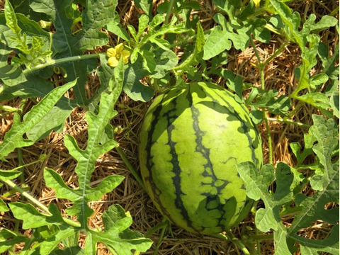 【 訳あり  キズ、色ムラ、変形、虫食いあり 】タネから育てた 農薬化学肥料を一切使っていない 小玉 スイカ  2.4～3.0kg x ２個