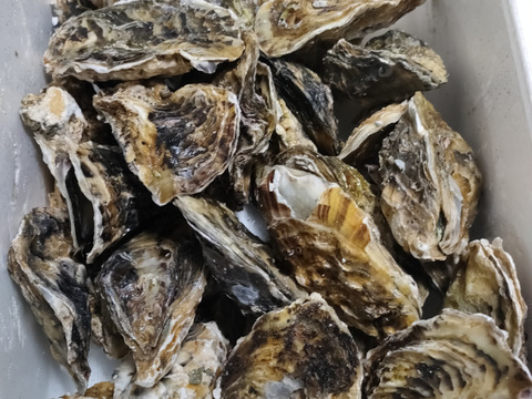 【生牡蠣】【生食用】三重県産 殻付き 浦村かき
S～Mサイズ 30個入り 2.5Kg (3～6人前）
牡蠣 貝類 海鮮 バーベキュー 牡蠣母の日父の日【冬ギフト】【生で食べれる美味い牡蠣】