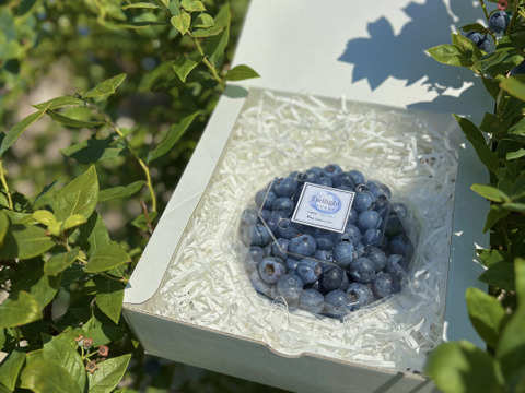 New!!超大粒トワイライト　ギフト用パック　プレゼントに最適！極上な甘みと香りを大切な方に！　※農薬不使用　（300ｇパック）贈答用　ギフト用