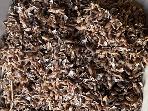 🎍初売り🎍丹波黒大豆　５００ｇ（250g×2袋）　　　　　　　ウマい🐴黒豆食べて「今年もまめ（健康）に過ごしましょう