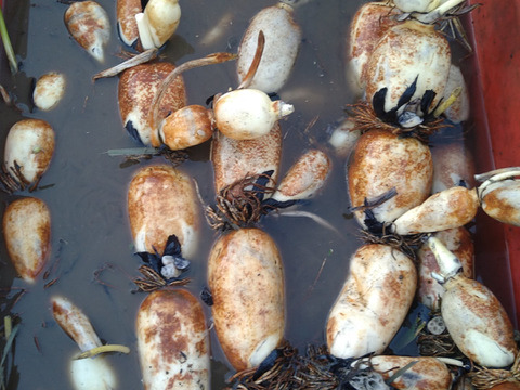 【有機肥料で育てました】れんこん　2キロ　茶色レンコン　蓮根　クール発送