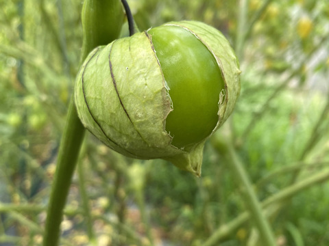 【1kg】本場メキシコのサルサを作るのには絶対外せない　トマティロ