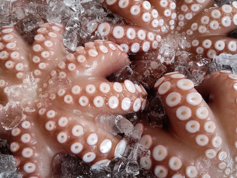 北九州市が誇る関門海峡たこ　プリプリ刺身用ぶつ切り500g♪たこ焼き、アヒージョ、唐揚げに直ぐ使えます