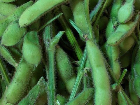 【選べる】オーガニック野菜セット(9品)