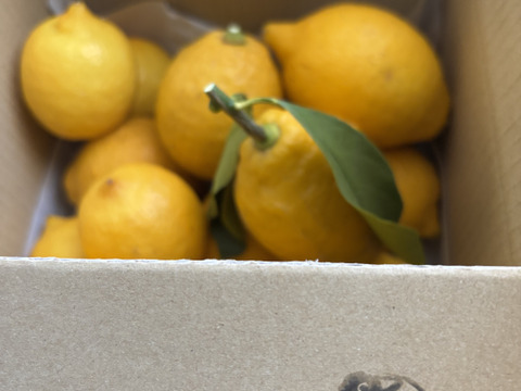 【完熟】【栽培期間農薬不使用】大崎上島産レモン2kg