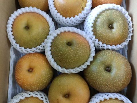 【ご家庭用】山形県産　樹上完熟『幸水』 3kg