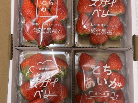 【食べチョク限定】摘みたて直送！とちぎのいちご3種詰め合わせセット（4パック）（260ｇ×4パック）【いちご食べ比べ】