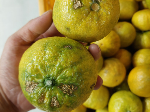 ジャバラ【超訳あり】5kg(箱込)