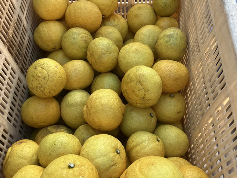 【見た目は酸っぱそうだけど　酸味のない】　愛媛県産　はるか3kg（1kg6個程度）