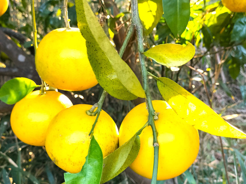 伊豆の朝採りグレープフルーツホワイト 農薬 肥料 除草剤 全て不使用