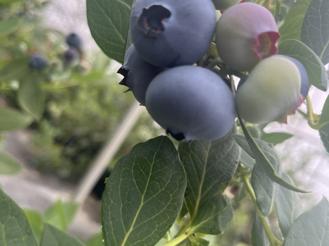 フレッシュ！生ブルーベリー🫐100g×5p