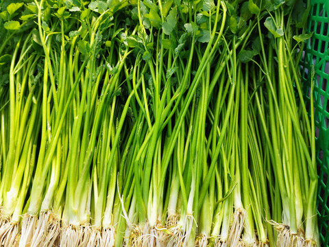 清流の恵み　宮城県蔵王町産セリ700g   蔵王セリ