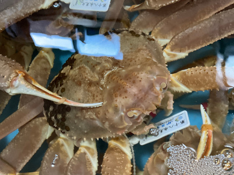 山陰冬の味覚の王者【松葉蟹】ズワイガニオス/大サイズ/400~600g【生】【冷蔵】