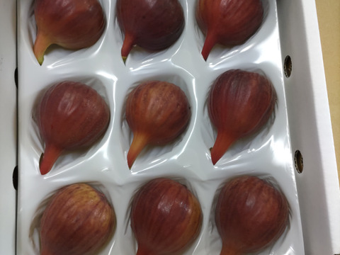 🌸【ハウスいちじく】【期間数量限定】朝採れ直送【極】