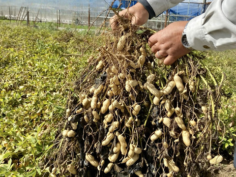 大粒落花生（生） おおまさりネオ（1.0kg）