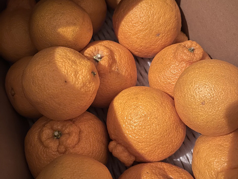 山口さん家の屋根かけ不知火(L玉から3L玉大小混合4㎏入り)