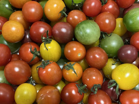 《食卓に彩りを》ビビッドカラフルミニトマト(1.3㎏)【トマト食べ比べ】