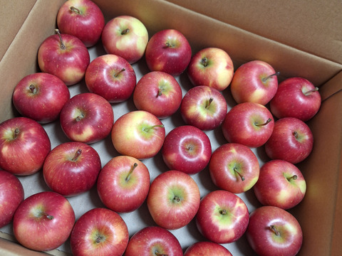 完売間近！！人気のご家庭用赤りんご🍎品種おまかせ小玉サイズ4kg 低農薬で安心！【小玉りんご】