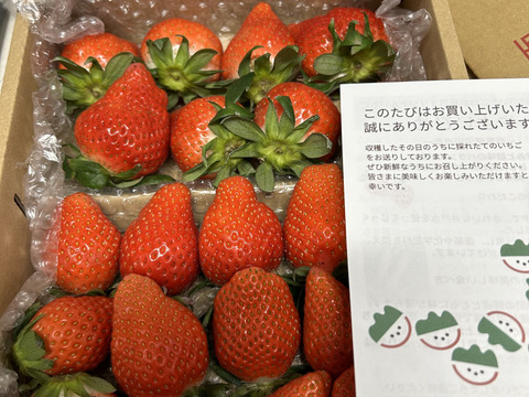 【食べ納め】お家でいちご狩り気分!じゅわっと甘い(^^)サイズいろいろ群馬のいちご【やよいひめ】1箱