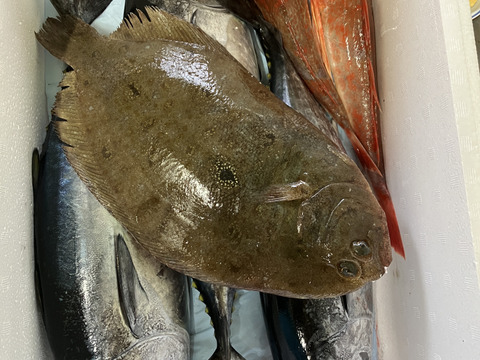 獲れ次第発送！徳島宍喰産！新鮮な旬の鮮魚BOX‼️約3kg