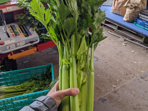ハマる人続出！あっぱれセロリ(5kg 1株300g以上)