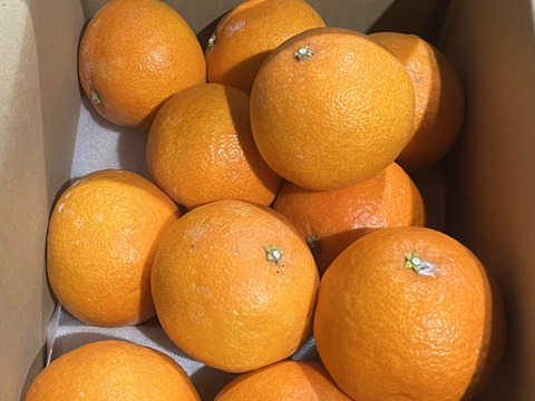 数量限定！紅まどんな3kg