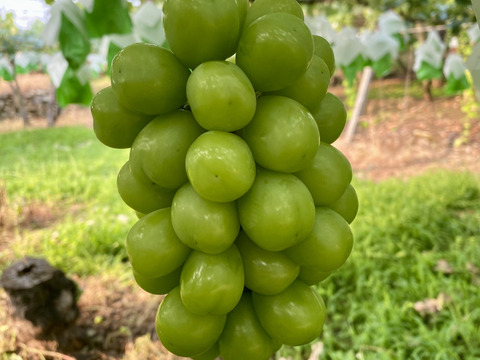 お試しサイズのシャインマスカット