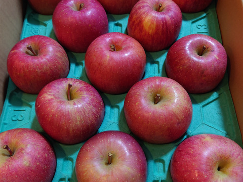 【王道サンふじ】　5㎏　13～20玉　本場青森りんご　農家直送　元気なりんご