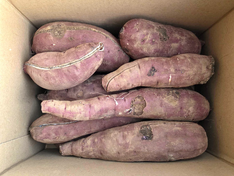 【訳あり品】べにはるか　5kg　さつまいも　貯蔵期間３カ月　熟成　規格外