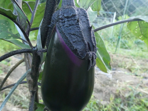 一人暮らしの方に・季節の野菜セット５～７品（Ｓサイズ・1～1.5kg前後）【お試しサイズ】