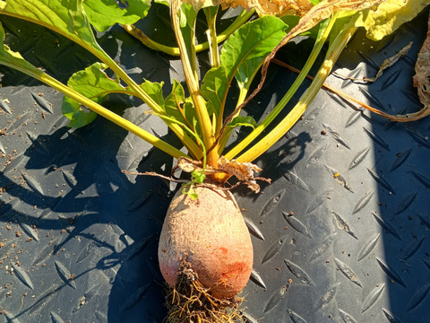 長崎県産黄色いビーツ（ルナ）1.5kg