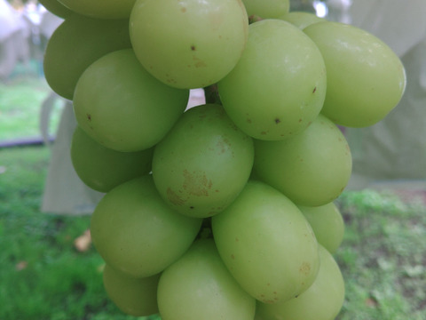 訳あり🍇朝採り🍇　果汁たっぷりのシャインマスカット(3kg ・6～7房入り)