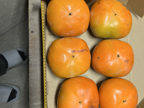 産地直送！ECサイト初出品《送料無料B良品5Kg（キズほぼなし）◎どんどん出荷中◎橋本の種無し柿