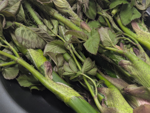 ウド　山うど　天然　山菜　約５００−６００ｇ程度　サイズバラバラ