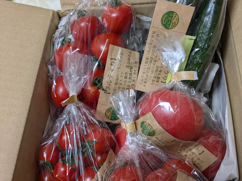 初めてご注文のお客様へ【初回限定】ぶるベジトマトのお試し！春の詰合せ♪（とまと４品種＋朝モギきゅうり）