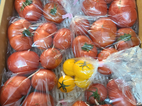 【予約】【アルテトマトなかま3kg】深い旨味の高糖度トマト（規格外品／２５～４０玉）