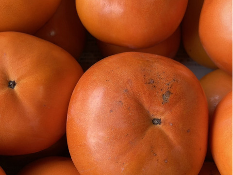 和歌山県オリジナル品種　紀州てまり【富有柿】５キロ（約15個）訳あり