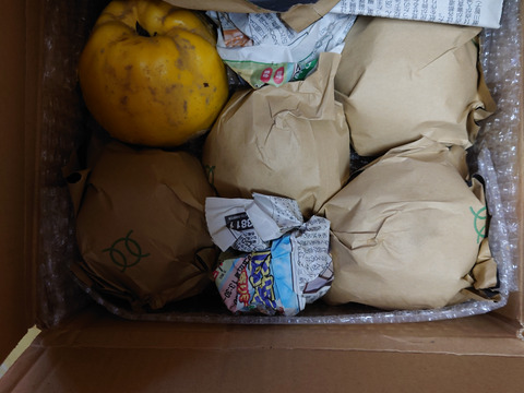 西洋カリン【マルメロ】(２㎏) 　咽に効く。砂糖漬け、コンポート、ティー、お酒にどうぞ。香りが良いので芳香剤にも。